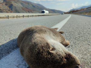 Yaban hayvanları, dikkatsiz sürücüler yüzünden ölüyor!