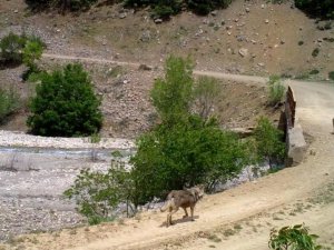 Bingöl’de yaban hayatı fotokapanlara yansıdı