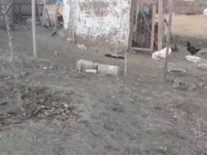 Elazığ'da köpekler kümese girdi, 37 tavuğu telef etti