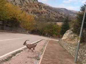 Çemişgezek merkeze kadar indiler!
