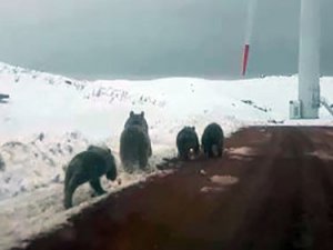 Karla kaplı tepede ayı ailesi görüntülendi