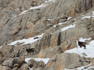 Çengel boynuzlu dağ keçileri görüntülendi