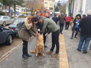 Dersim’de 4 bin sokak hayvanı aşılanacak