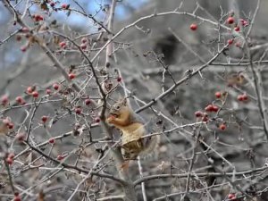 Sevimli sincap alıç yiyerek karnını doyurdu