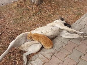 Sokak köpeği, kediyi emzirdi