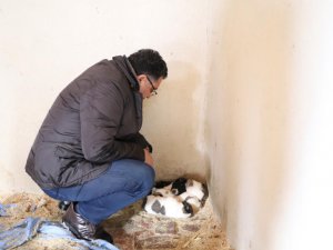 Ardahan Belediyesi sokak hayvanlarını unutmuyor
