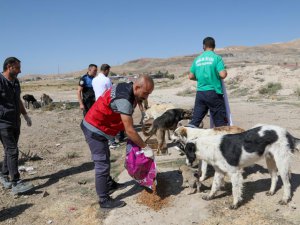 Van’da bir yılda 7 bin 500 sokak hayvanı tedavi edildi