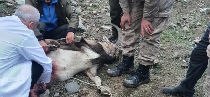 Yaralı keçi, koruma altına alındı