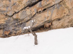 Munzur Dağlarında yaban keçileri görüntülendi
