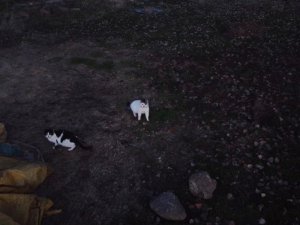 Kedilerin 'dron' sınavı