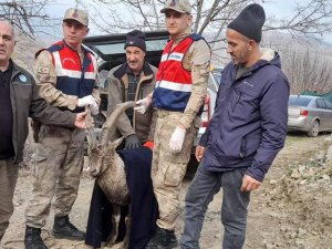 Tedavisi tamamlanan dağ keçisi doğaya salındı