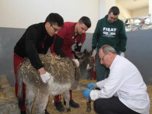 Fırat Üniversitesi Hayvan Hastanesi'nde bir yıl 7 bin 600 hayvan tedavi edildi
