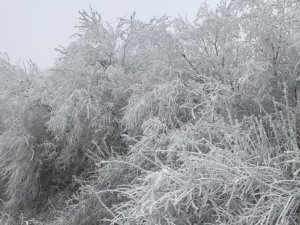 Elazığ’da kırağı ağaçları beyaza bürüdü