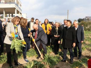 3 ayda hasat vakti geldi, kilosu 60 liradan satılıyor