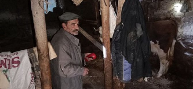 Dersim’de inek kuduz çıkınca bir ilçe altı ay karantinaya alındı