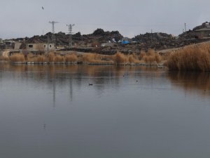 Ağrı Dağı Milli Parkı, kuşlara kışın da ev sahipliği yapıyor