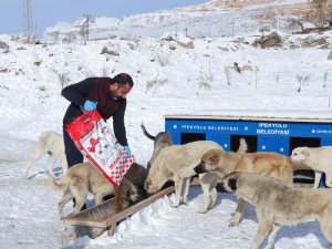 Van Büyükşehir soğuk kış günlerinde sokak hayvanlarını yalnız bırakmıyor