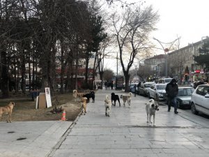 Erzincan'da hayvan barınağı, sosyal medyaya düşen görüntülerle gündem oldu