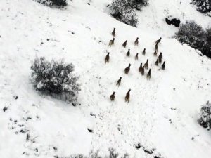 Kar üzerinde yiyecek arayan dağ keçileri dron ile görüntülendi
