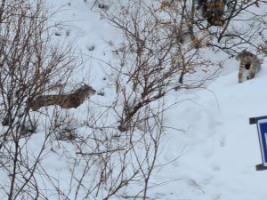 Nadir görüntü veriyorlar, Dersim’de 2’si bir arada görüntülendi