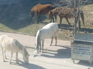 Başıboş atlar çevre rahatsızlığına neden oluyor