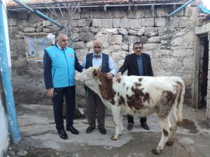 Gözü gibi baktığı danasını depremzedelere bağışladı