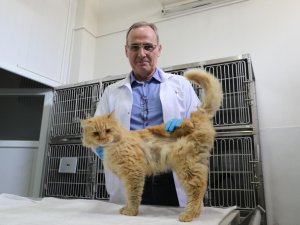 Depremden yaralı kurtarılan hayvanlar Elazığ’da sağlığına kavuşuyor
