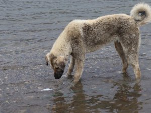 Sokak köpeği, ölen balığı yüzdürmeye çalıştı