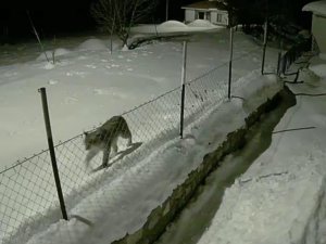 Birinci derece koruma altındaki vaşak güvenlik kamerasında