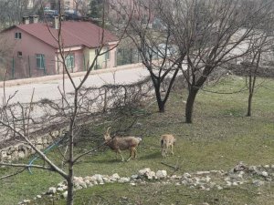 Yaban keçileri sokakları mesken tuttu