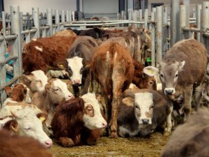 Avrupa’nın en büyük canlı hayvan pazarı şap hastalığı nedeniyle kapatıldı