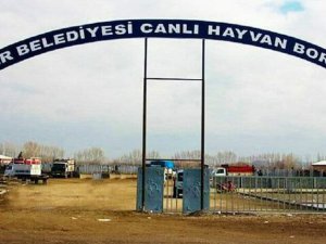 Şap hastalığından dolayı Iğdır hayvan pazarı kapatıldı