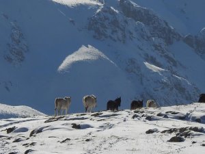 Munzur Dağlarının bir başka güzellikleri: "Yılkı atları"