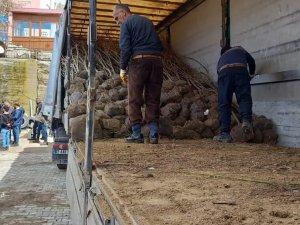 Hozat’ta binlerce ağaç toprakla buluşacak