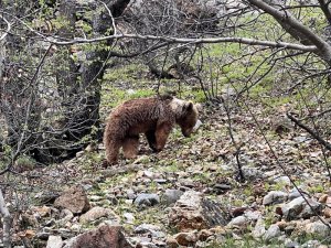 Munzur Vadisi’nde bozayı görüntülendi