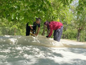 Dut üreticileri dayanışma içerisinde bahçelerini sezona hazırlıyor
