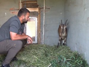 Yaban keçisi, köpeklerin saldırısından baraj gölüne atlayarak kurtuldu