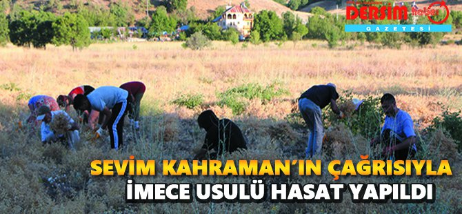 Kadın üreticinin çağrısıyla imece usulü hasat yapıldı