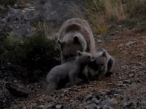 Doğa fotoğrafçısından “Yaban hayatına müdahale etmeyin!” uyarısı