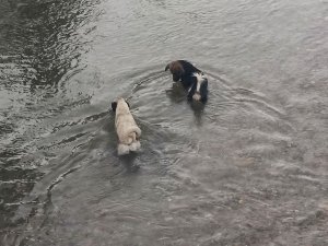 Sıcaktan bunalan köpekler Tağar Çayı’nda serinledi