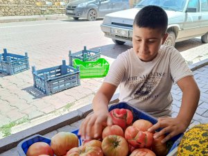 Organik pembe domates satarak okul harçlığını çıkartıyor