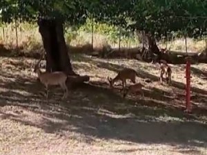 Köye, sürü halinde inen yaban keçileri görüntülendi