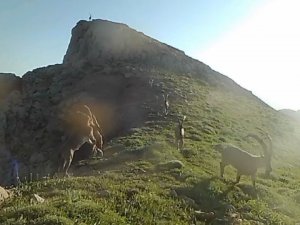 Koruma altında bulunan yaban keçileri fotokapana takıldı