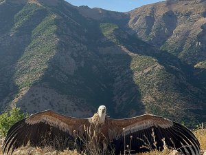 Ergen akbabanın uçma egzersizi kamerada