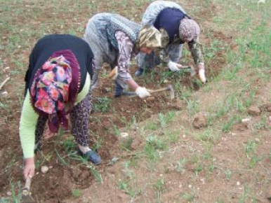 Tunceli’de Kadın Çiftçiler Yarışacak