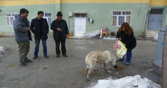 Çemişgezek, Sokak Köpeklerine Sahip Çıkıyor