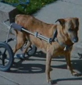 Hırsızlar, engelli köpeğin aracını çaldı