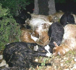 Tunceli'de 46 Hayvan Telef Oldu