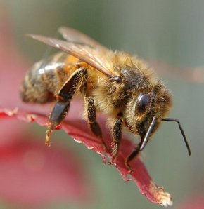 İngiltere'de arıların saldırdığı dört at öldü