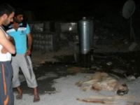 Pertek’te Kuduz Karantinası